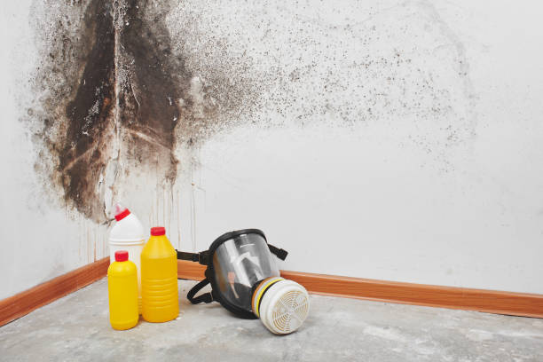 Best Mold Remediation  in Loughman, FL