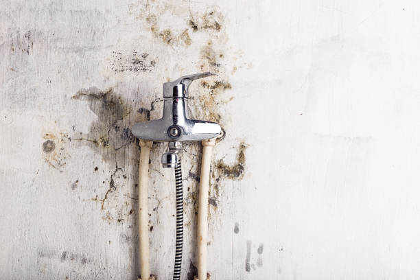 Home Mold Removal in Loughman, FL