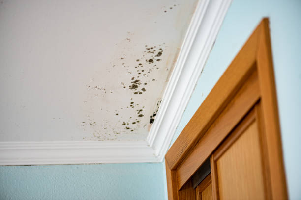 Mold Removal and Inspection in Loughman, FL