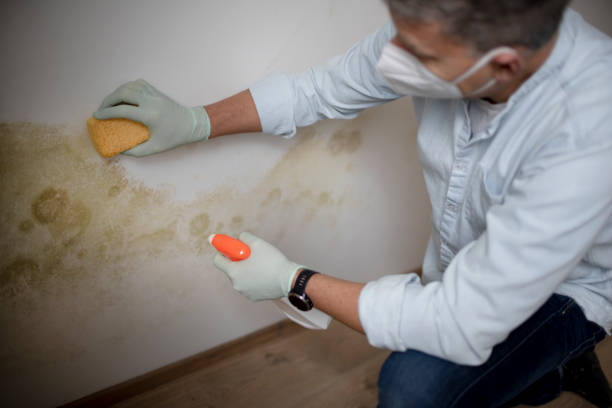 Best Best Mold Removal Companies  in Loughman, FL