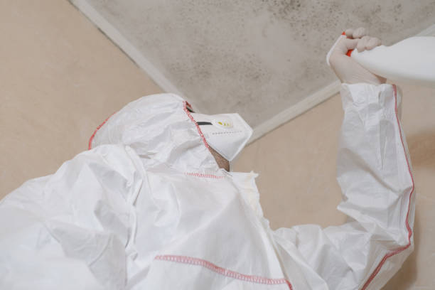 Best Commercial Mold Removal  in Loughman, FL