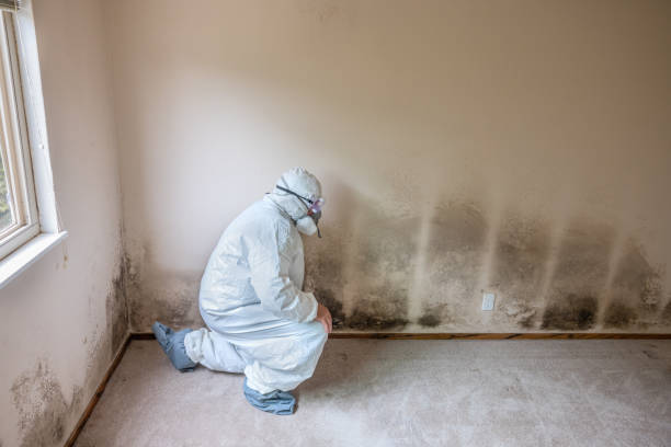 Best Crawl Space Mold Removal  in Loughman, FL