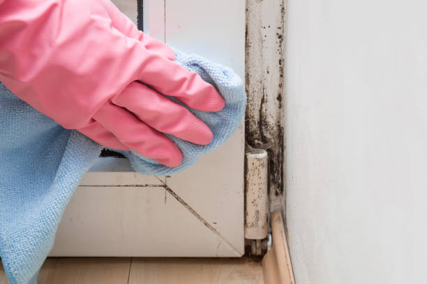 Office Mold Removal Services in Loughman, FL