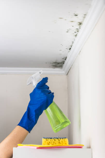Best Residential Mold Removal  in Loughman, FL