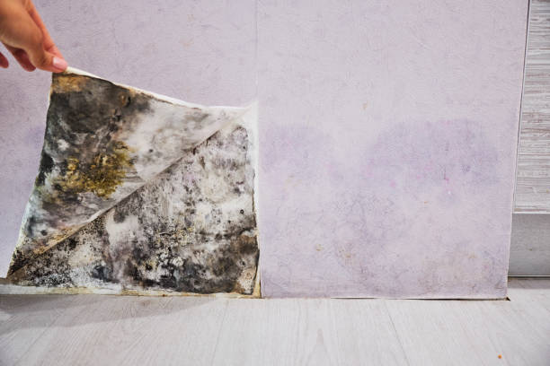 Best Emergency Mold Removal  in Loughman, FL